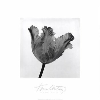 Parrot Tulip I by Tom Artin art print