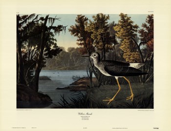 Yellow Shank by John James Audubon art print