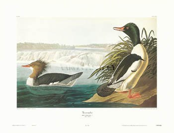 Goosander by John James Audubon art print