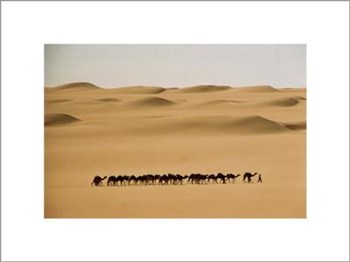 Camel Train, Mauritania by Barbara Maurer art print