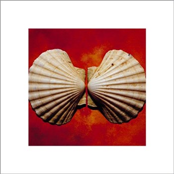 Sea Shells by Adrian Burke art print