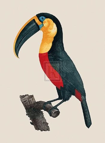 Le Grand Toucan by Jacques Barraband art print