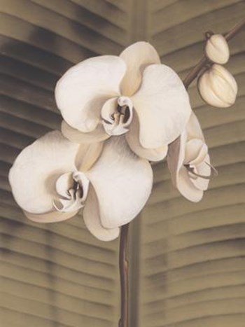 Orchid with Palm II by Andrea Trivelli art print