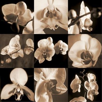 Orchid Bouquet by Caroline Kelly art print