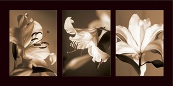 Lily Trio by Caroline Kelly art print