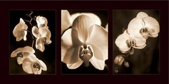 Orchid Trio by Caroline Kelly art print