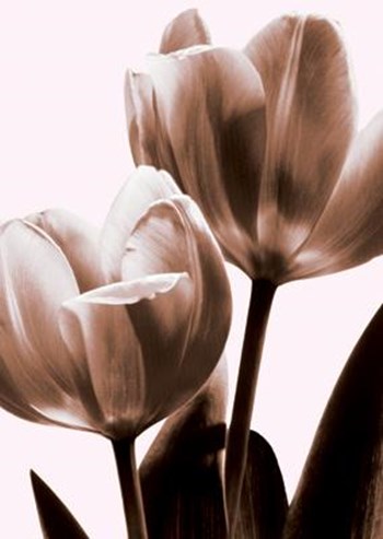 Tulip In Sepia II by John Kelly art print