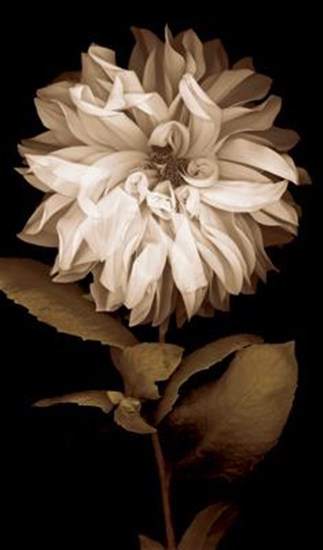 Dahlia I by Caroline Kelly art print