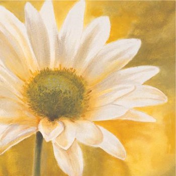 Marguerites Dans Le Soleil III by Pierre Viollet art print