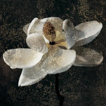 Magnolia II by John Seba art print