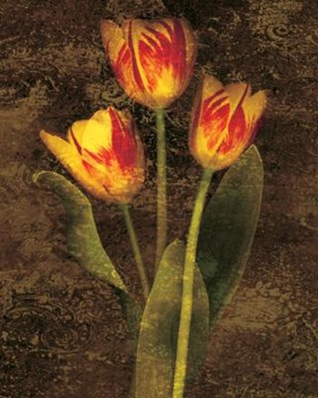 Three Tulips by John Seba art print