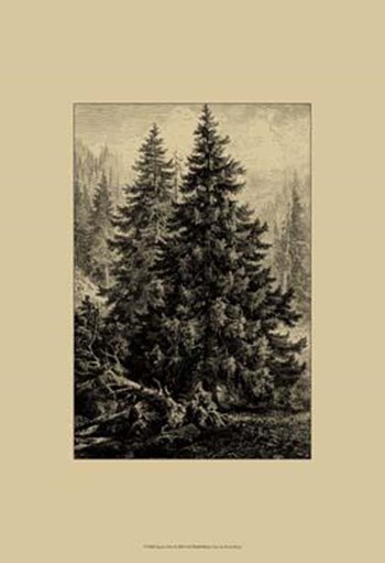Spruce Pine by Ernst Heyn art print