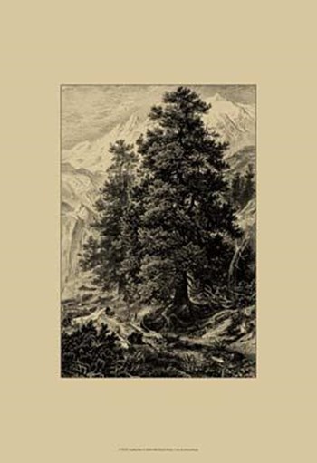 Arolla Pine by Ernst Heyn art print