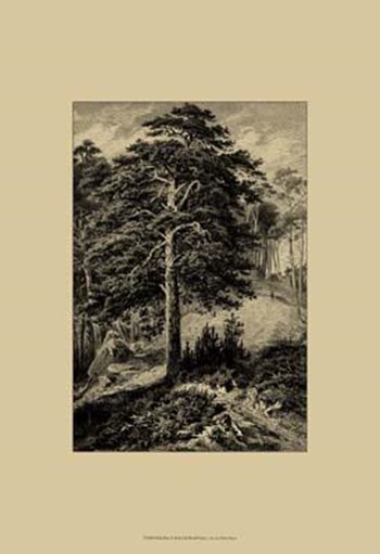 Wild Pine by Ernst Heyn art print