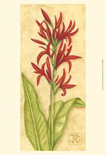 Red Canna by Jennifer Goldberger art print
