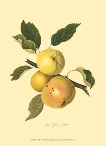 Yellow Elliot art print