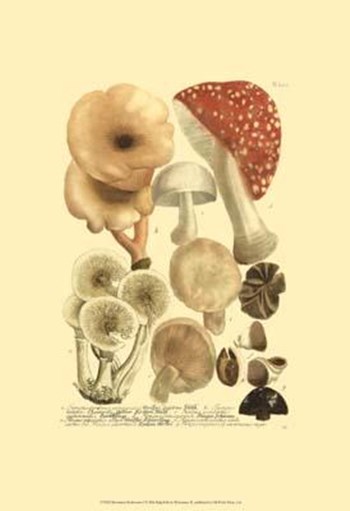 Mushrooms I by Johann Wilhelm Weinmann art print