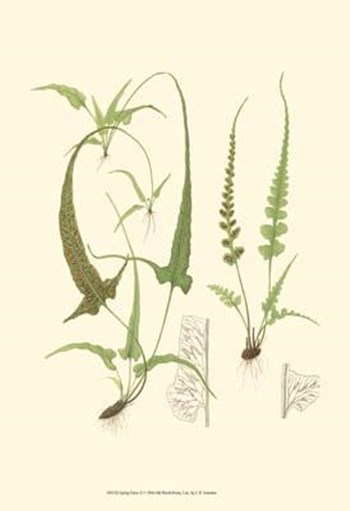 Spring Ferns II by John Miller art print