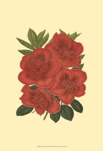 Blooming Azalea IV art print