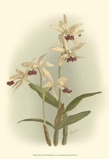 Orchid Garden I by H.g. Moon art print