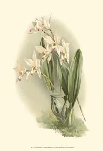 Orchid Garden III by H.g. Moon art print