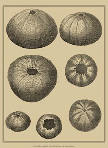 Shells On Khaki I by Denis Diderot art print
