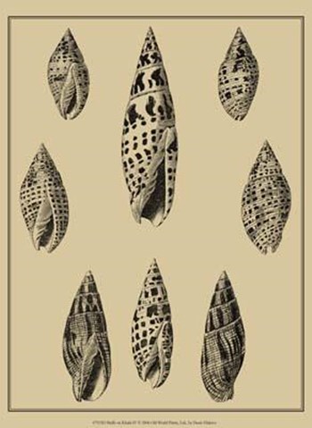 Shells On Khaki IV by Denis Diderot art print