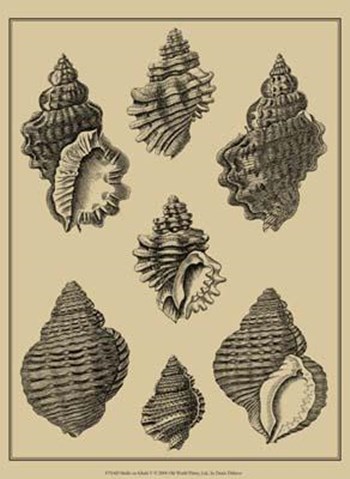Shells On Khaki V by Denis Diderot art print