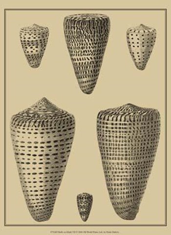 Shells On Khaki VII by Denis Diderot art print