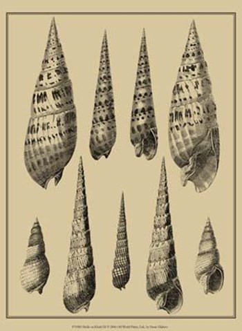 Shells On Khaki IX by Denis Diderot art print