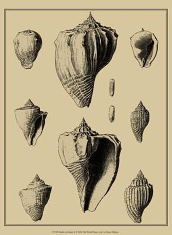 Shells On Khaki X by Denis Diderot art print