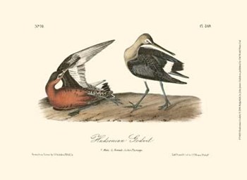 Hudsonian Godwit by John James Audubon art print