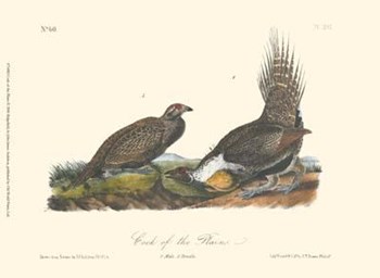 Cock Of The Plains by John James Audubon art print