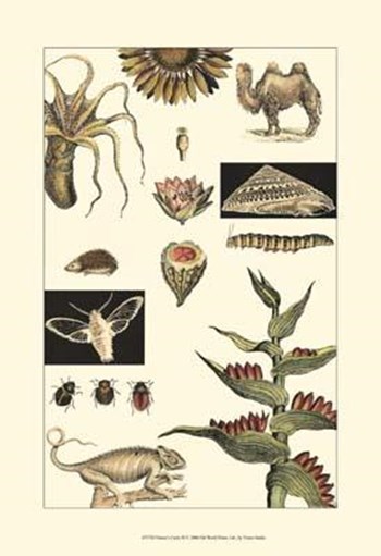 Nature&#39;s Curio III art print