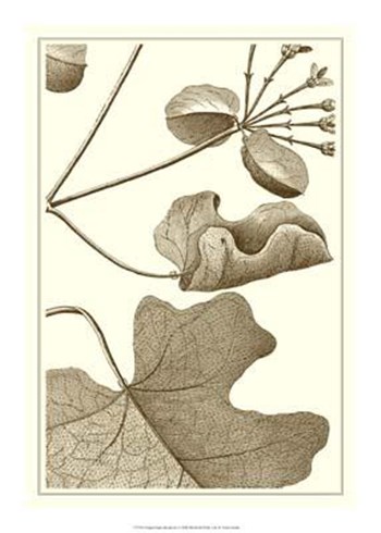Cropped Sepia Botanical I art print