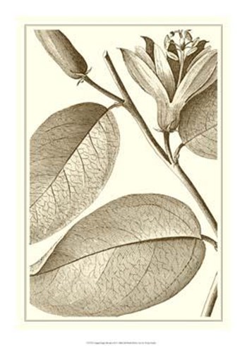 Cropped Sepia Botanical II art print