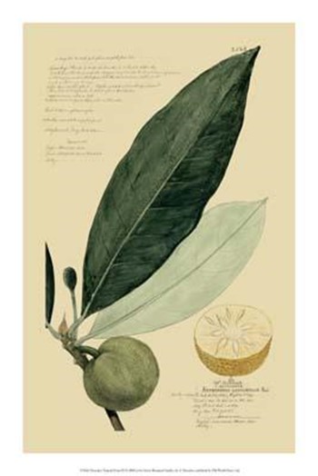 Descubes Tropical Fruits III art print