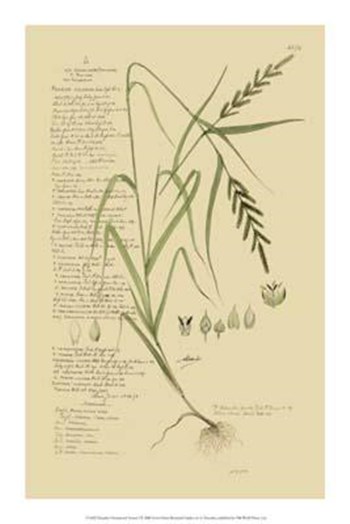 Descubes Ornamental Grasses I art print