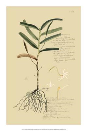 Descubes Tropical Grasses II art print