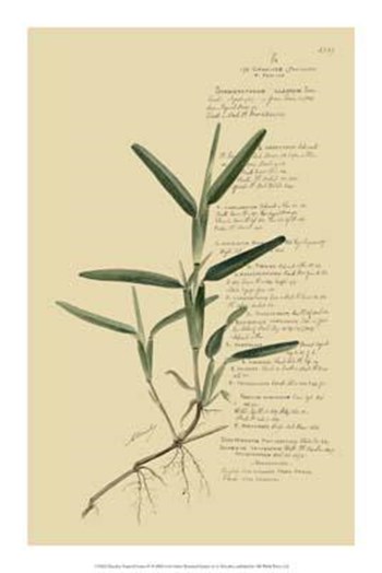 Descubes Tropical Grasses IV art print