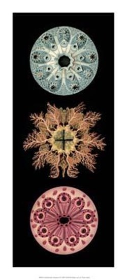 Kaleidoscope Anemone I art print