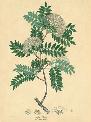 Unpublished East Indian Plants VI by Nathaniel Wallich art print