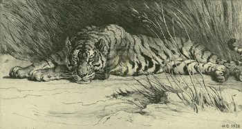 Tiger Resting by Herbert Dicksee art print