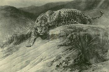 Leopard by Herbert Dicksee art print