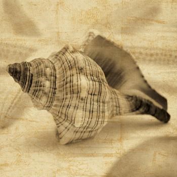 Conch by John Seba art print