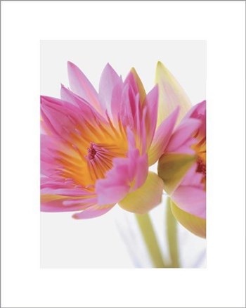 Lotus Blossoms by Jim Franco art print