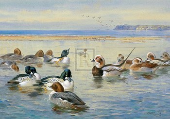 Goldeneye and Longtail by Archibald Thorburn art print