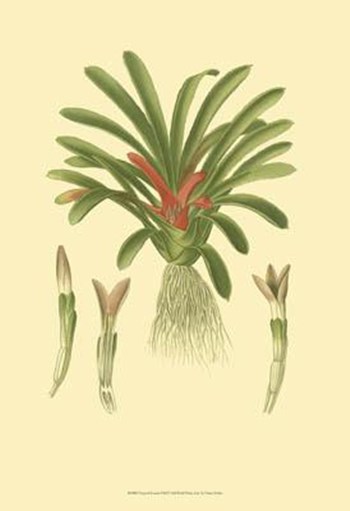Tropical Karatas by Vision Studio art print