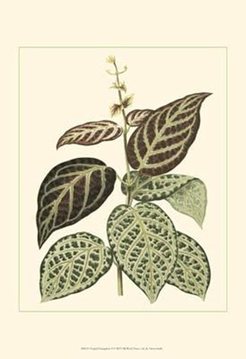 Tropical Variegation II by Vision Studio art print