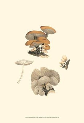 Curtis Mushrooms I art print